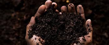 compost in hands